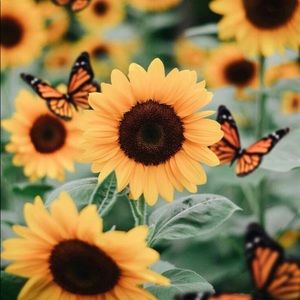 Meet your Posher, Ciara